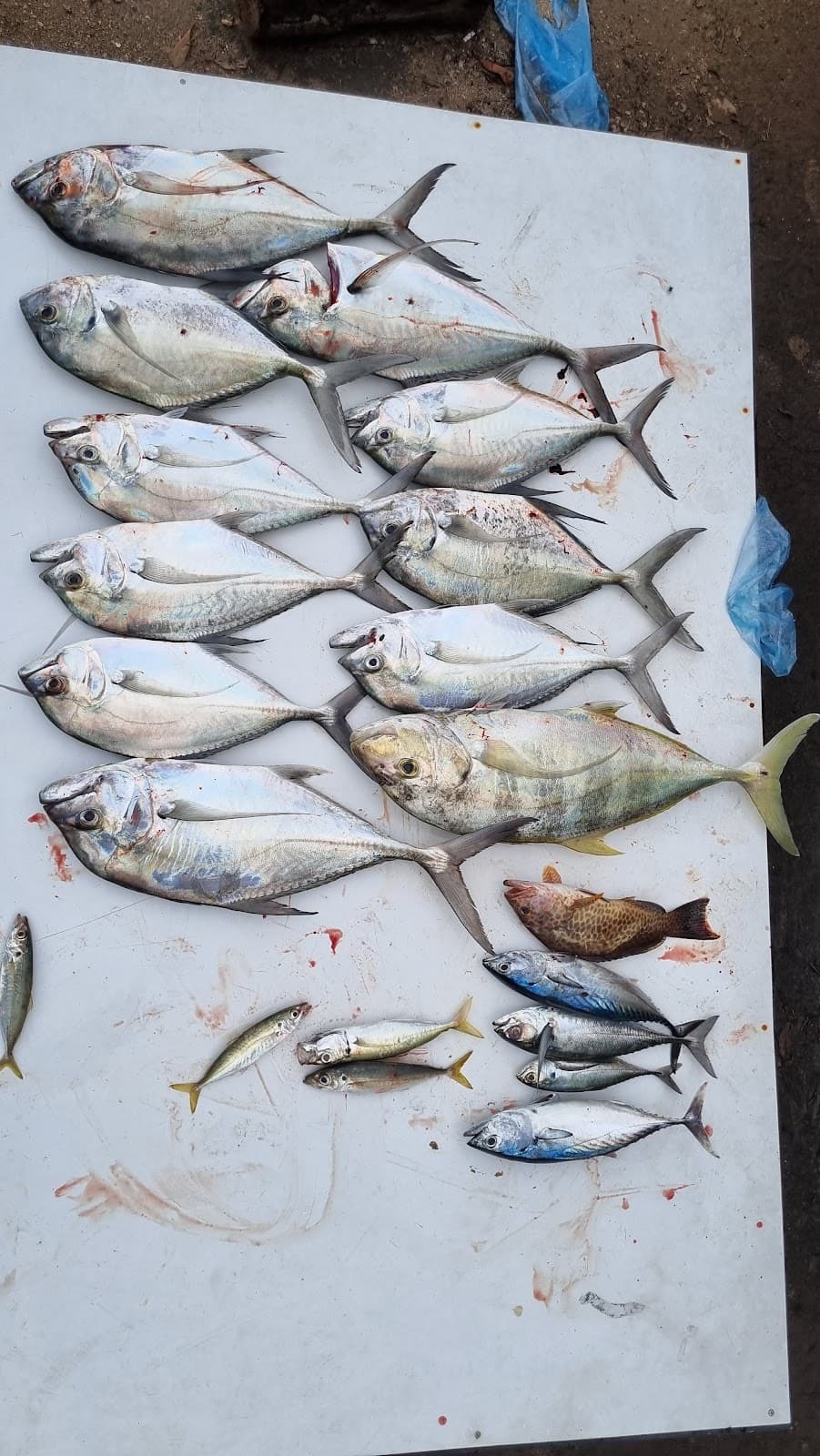 Desaru Fishing Charter by Ah Long