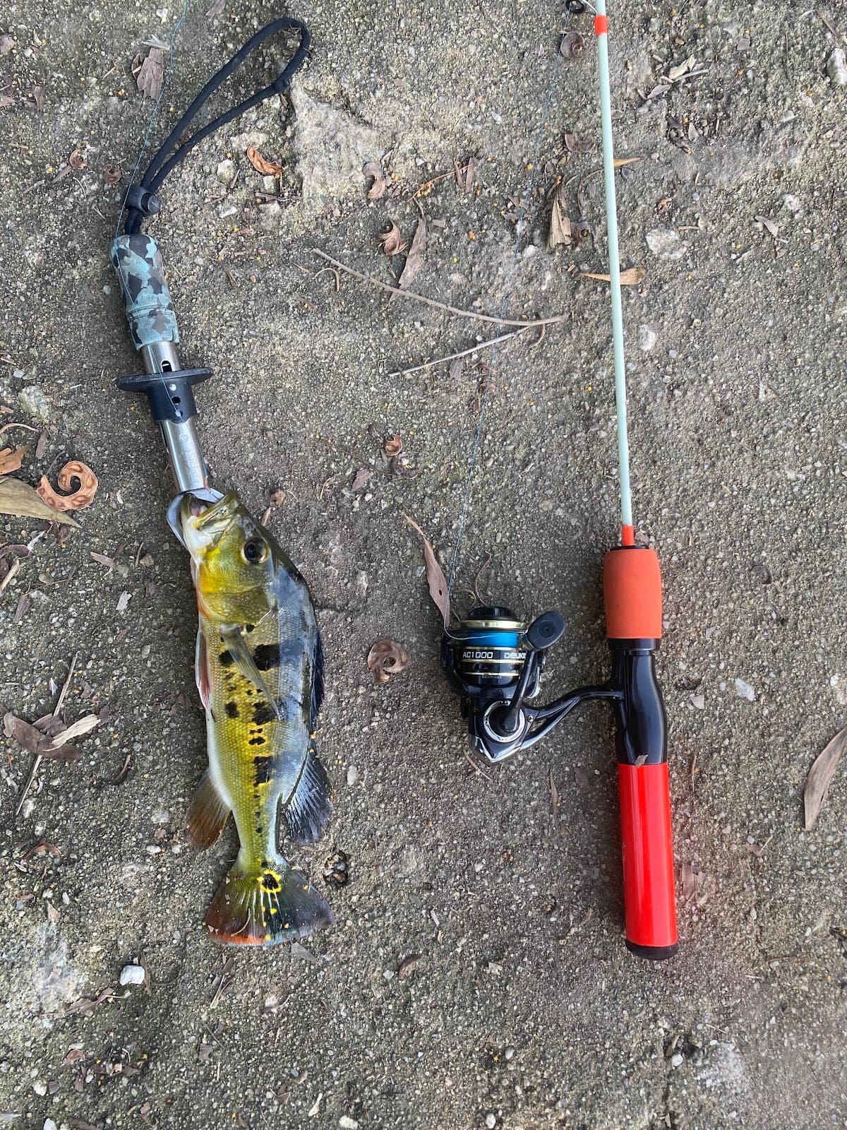 Yogi fishing spot