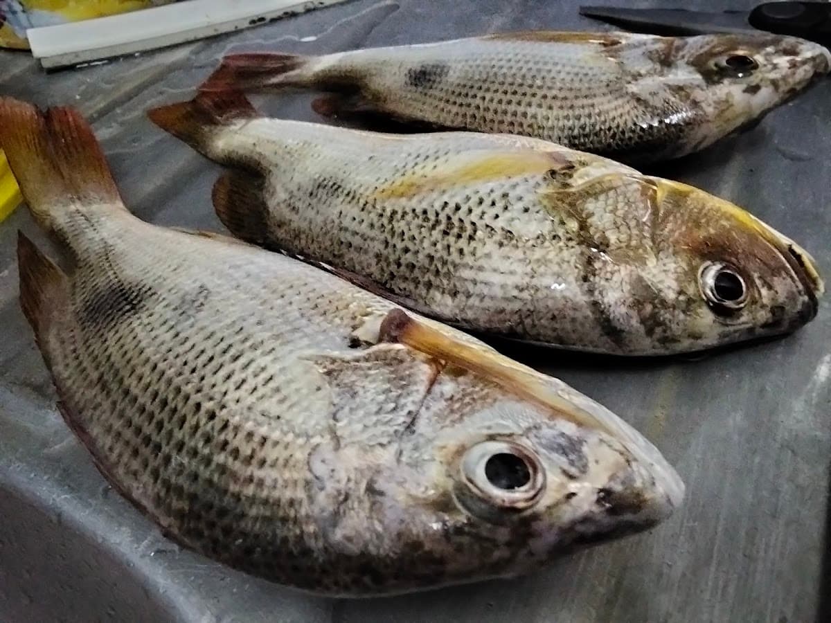 Port memancing