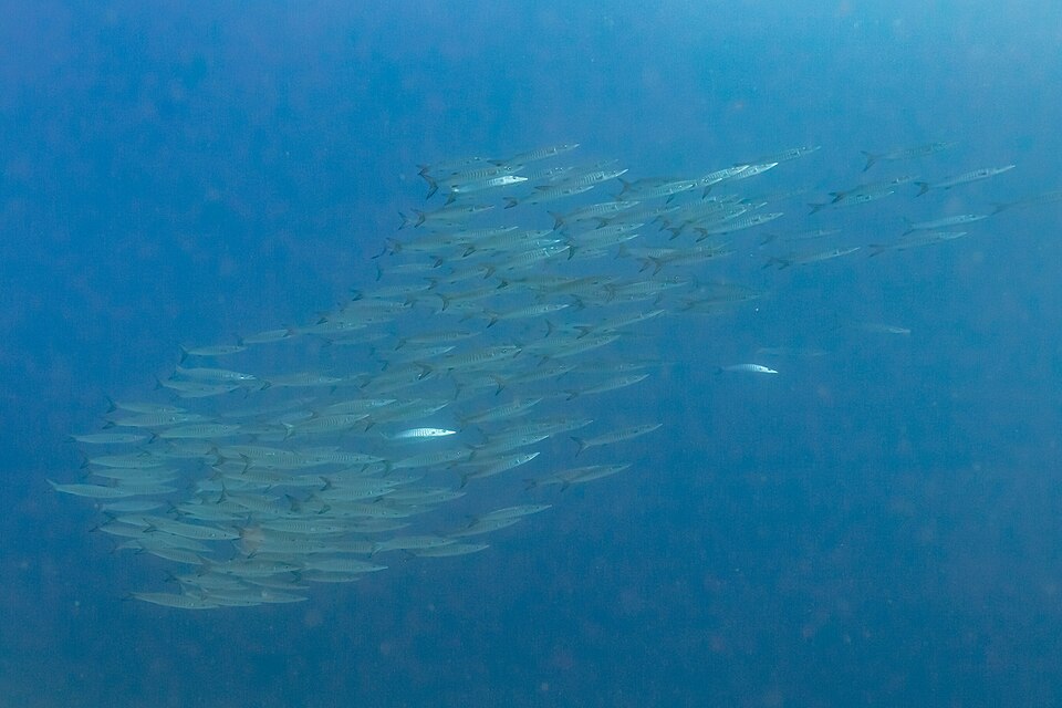 Alu-Alu