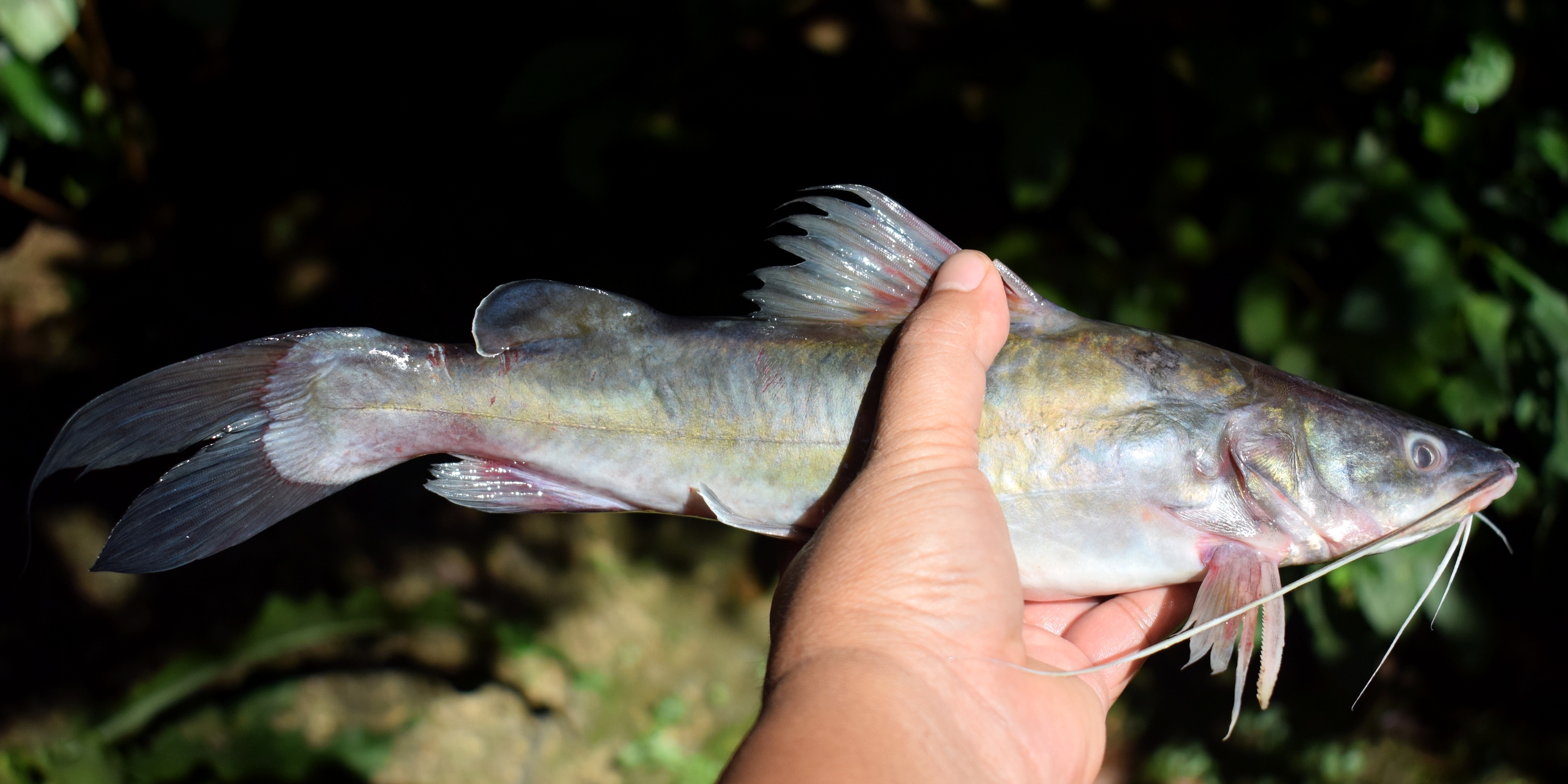 Baung · Asian redtail catfish
