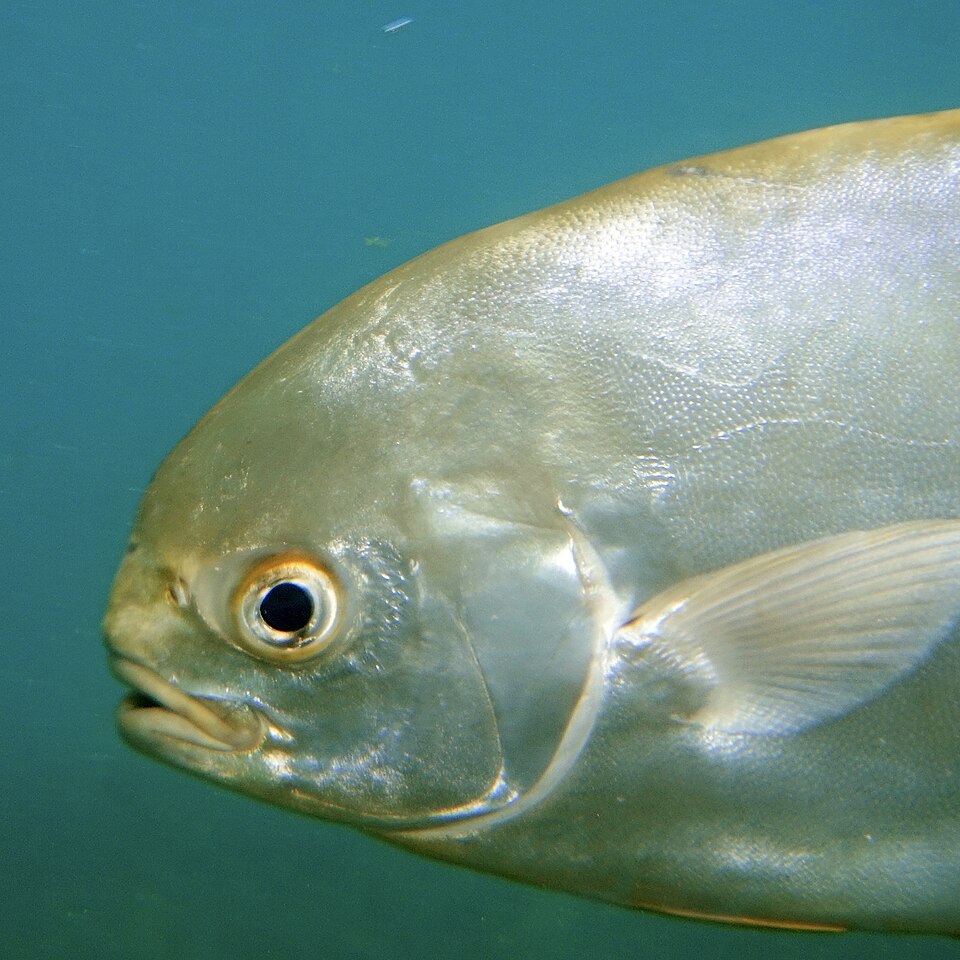 Snubnose pompano