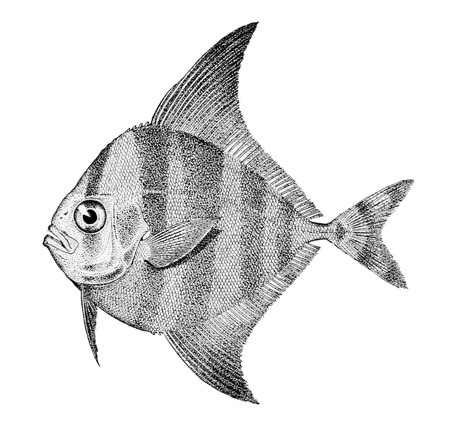 Black pomfret