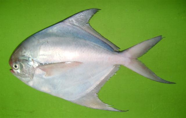 Silver pomfret