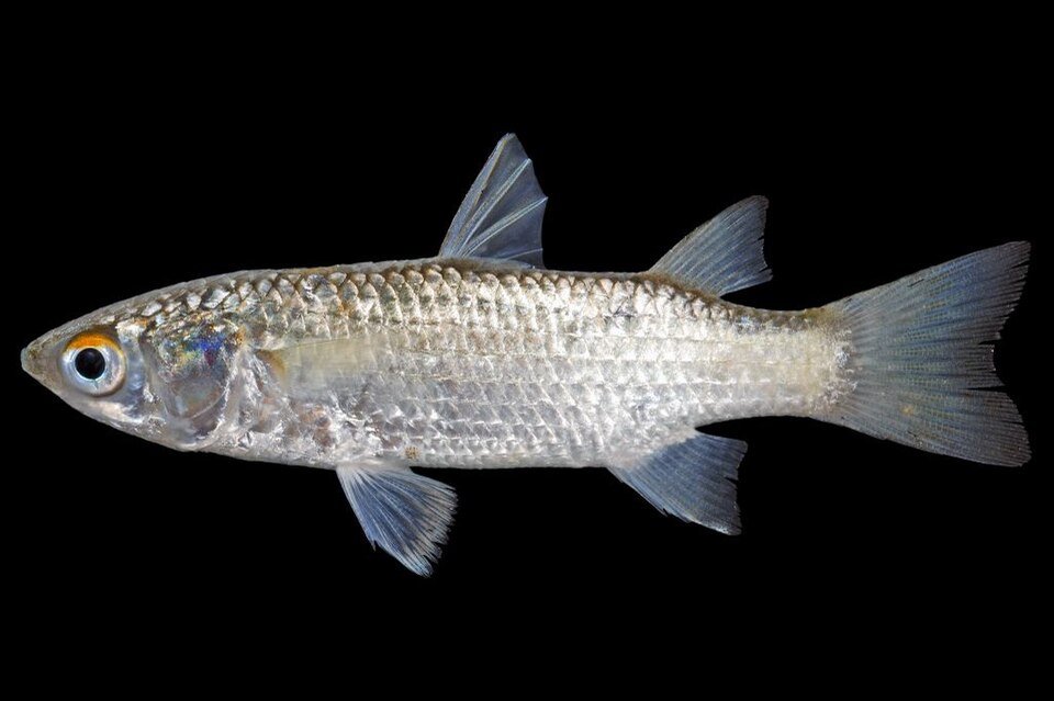 Blue-spot mullet