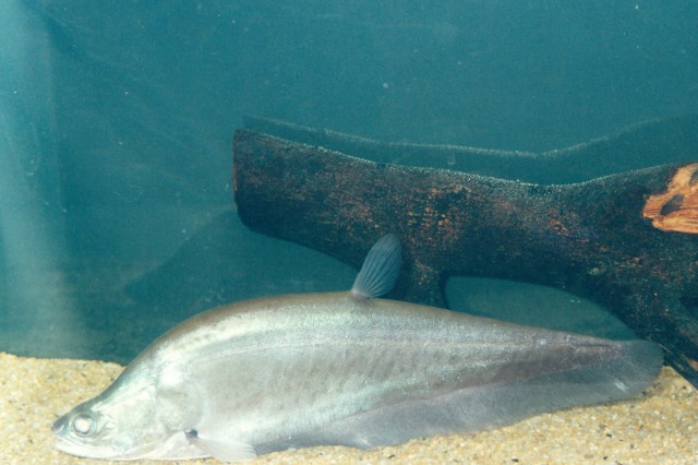 Belida · Featherback knifefish