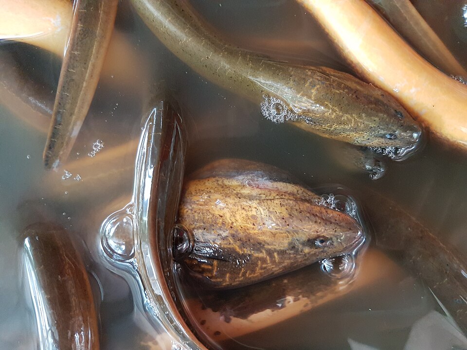 Asian swamp eel