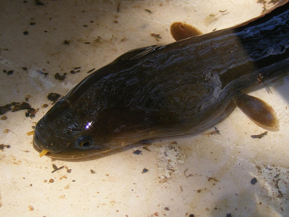 Indonesian shortfin eel