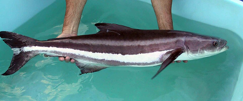 Cobia · Ikan Lemadang