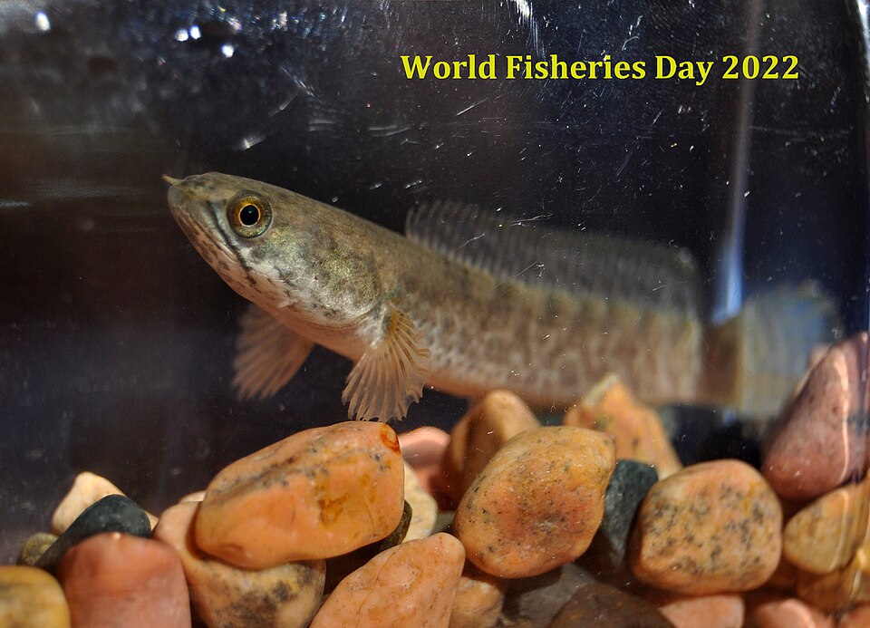 Haruan Kedak · Dwarf snakehead