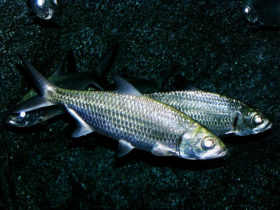 Indo-Pacific tarpon