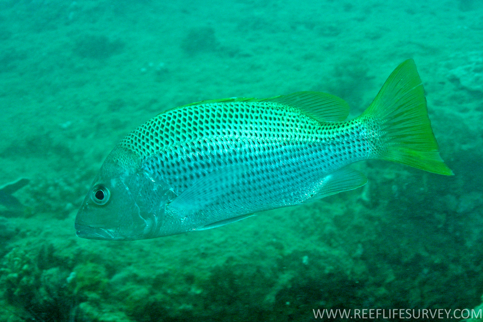 Jenahak · John's snapper