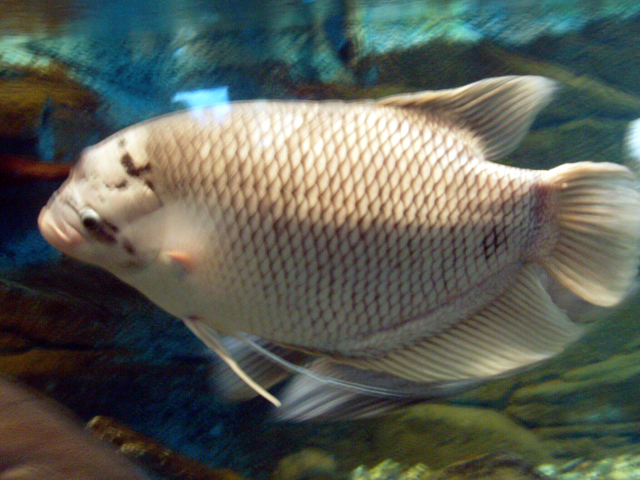 Kaloi · Giant gourami