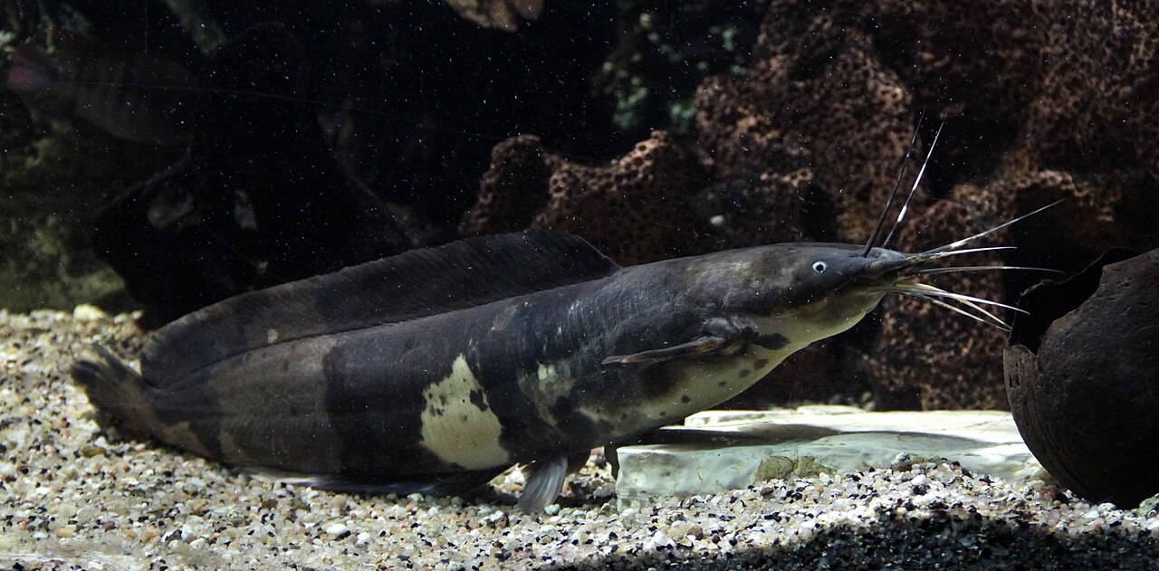 Keli · Walking catfish group
