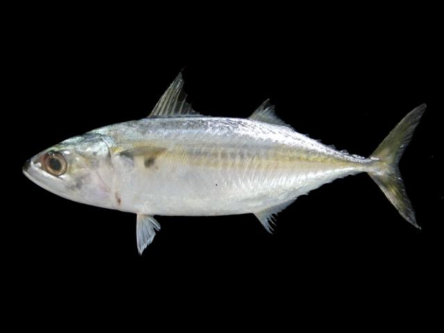 Kembung · Indian mackerel