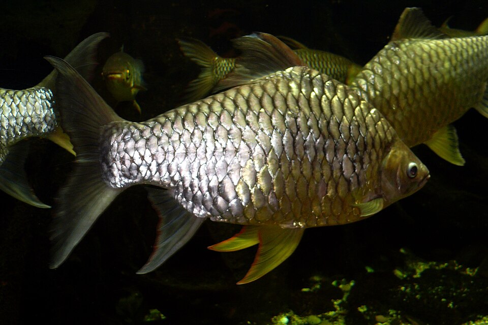 Kerai Kunyit · Wetmore's barb