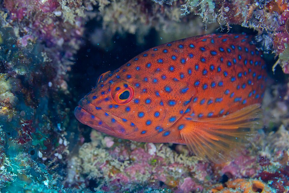 Coral hind grouper