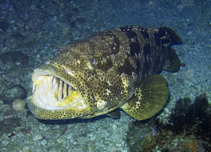 Kerapu