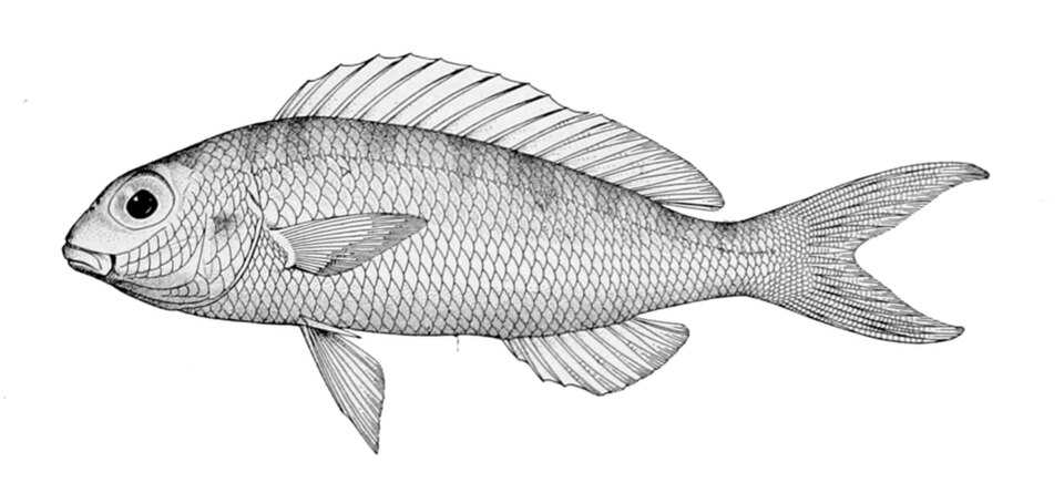 Kerisi · Japanese threadfin bream