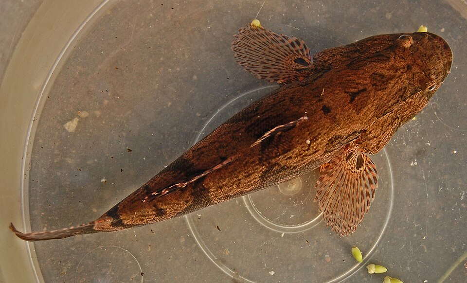 Ketutu · Ikan hantu