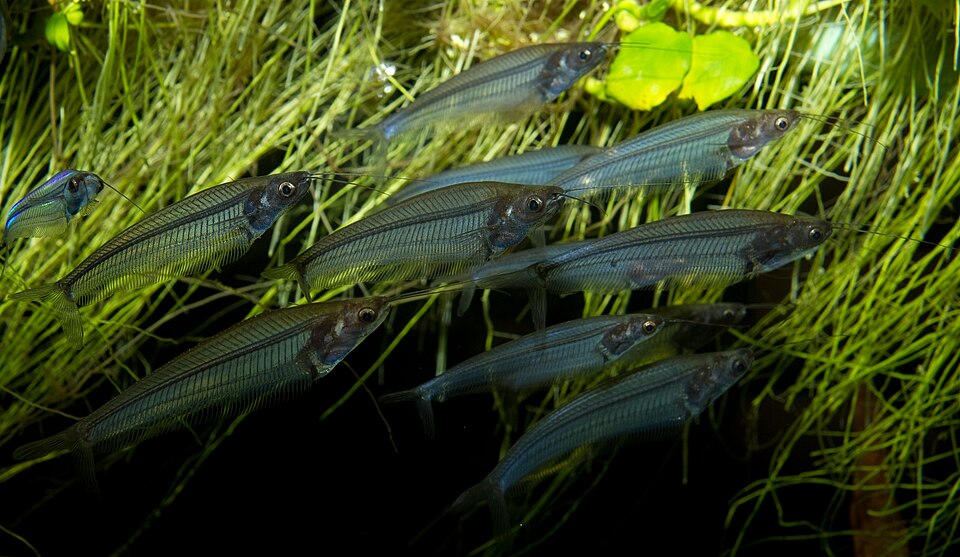 Lais · Glass catfish