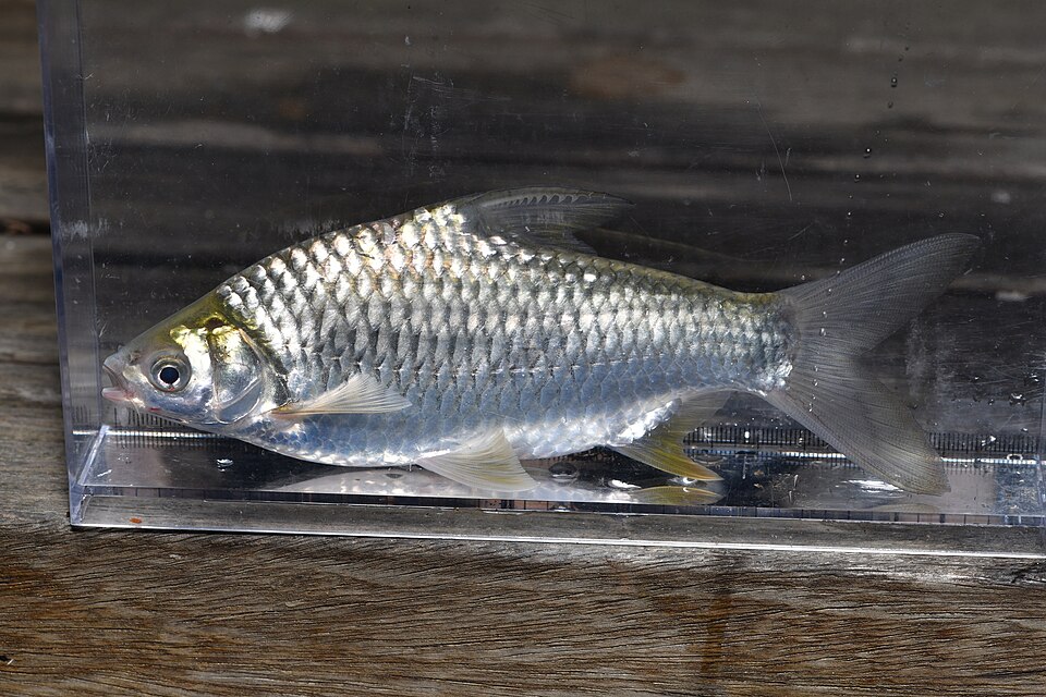 Lampam Jawa · Silver barb
