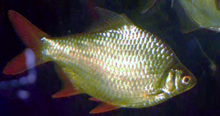 Lampam Sungai