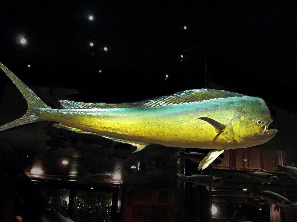 Ikan Lampu-Lampu