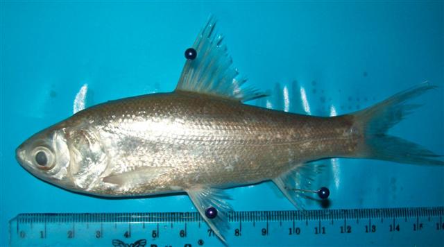 Lomah · Small-scale mud carp