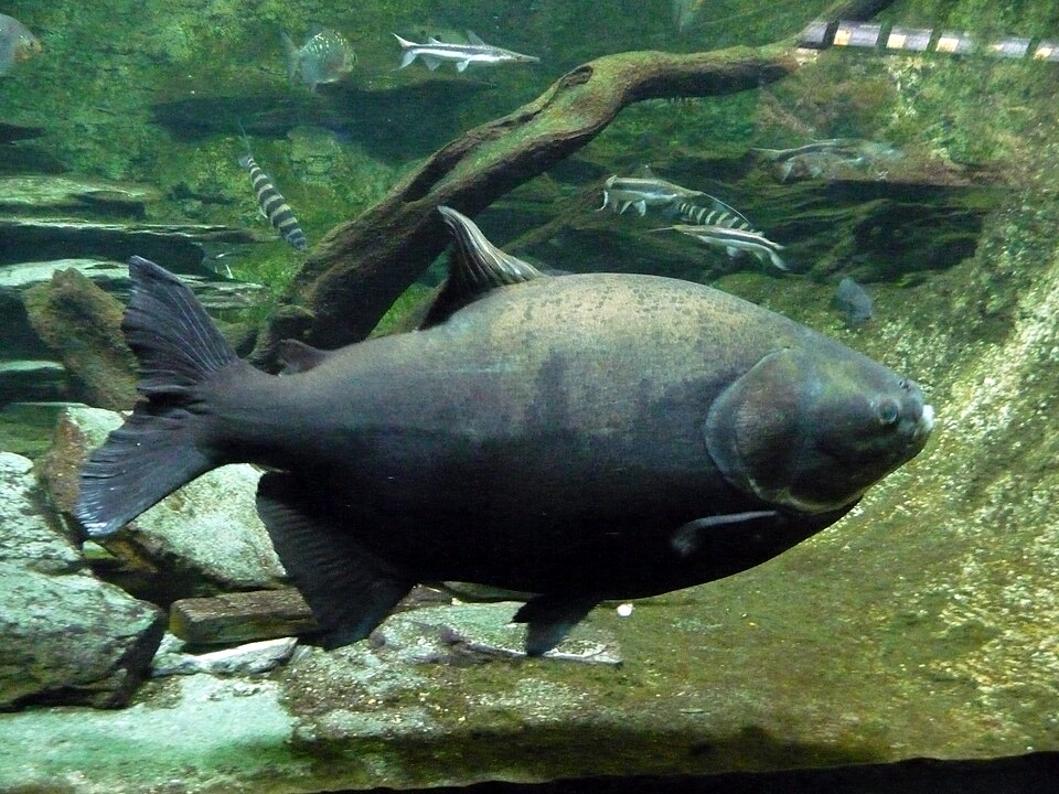 Red-bellied pacu