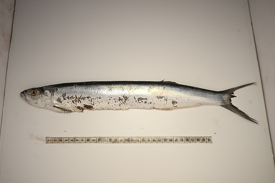 Dorab wolf-herring