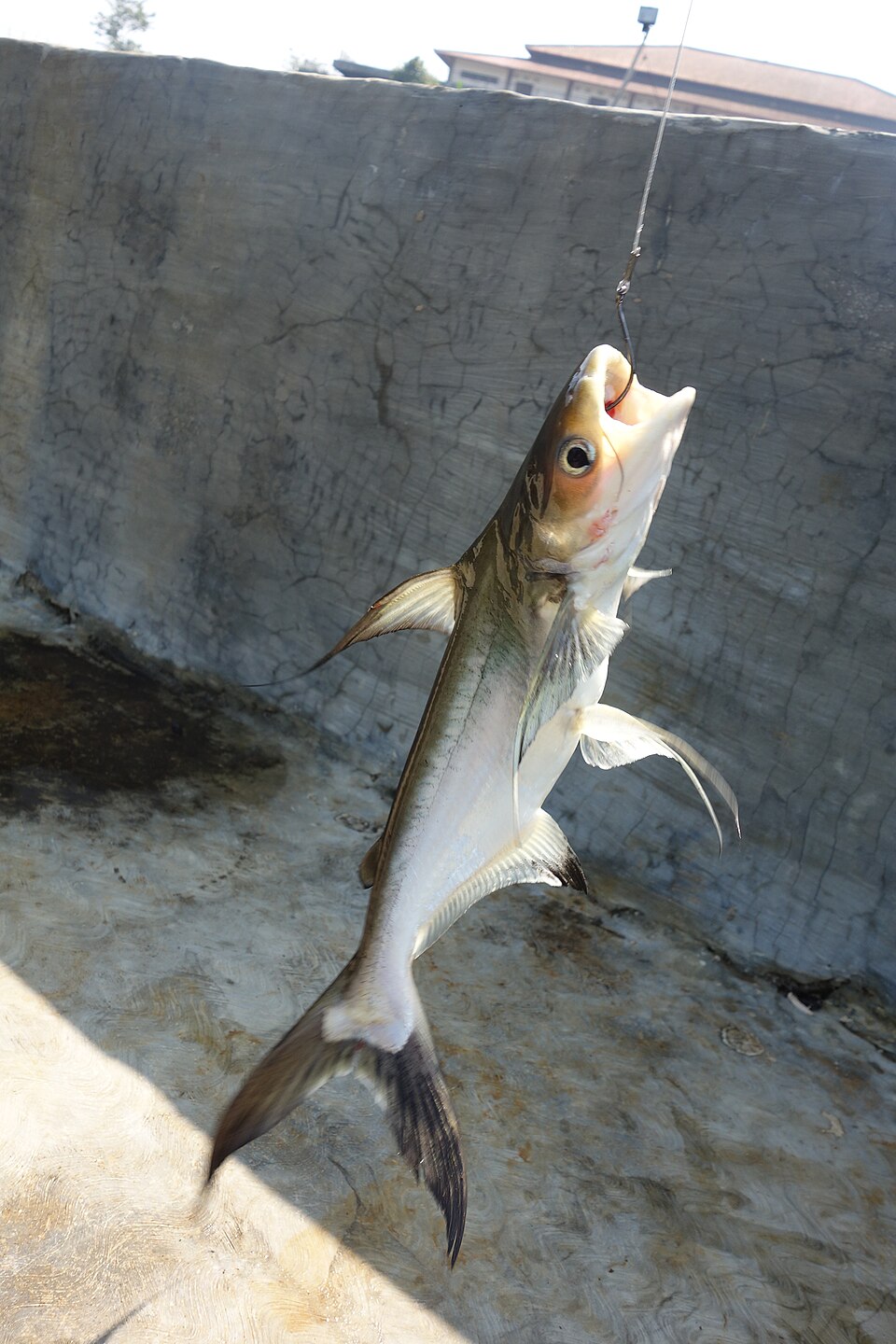 Patin Buah