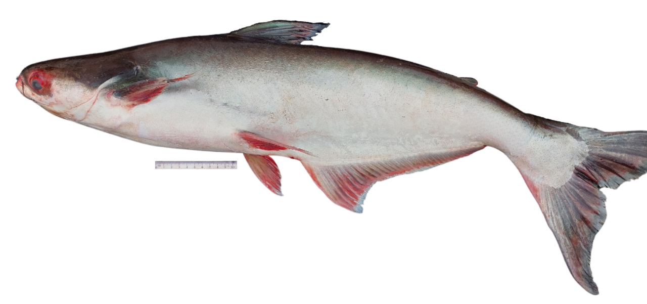 Patin