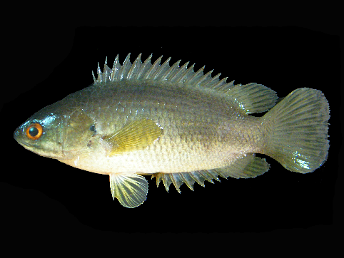 Puyu