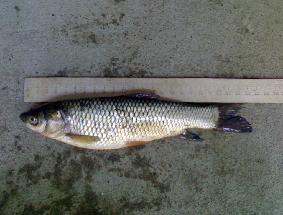 Grass carp