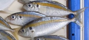 Yellowstripe scad