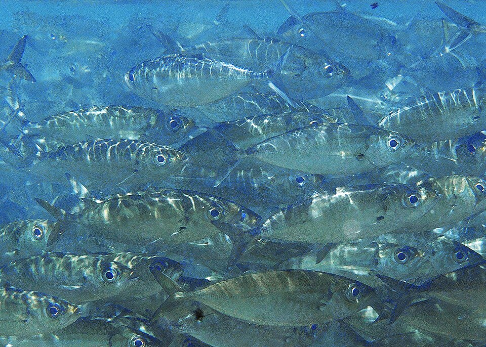 Bigeye scad