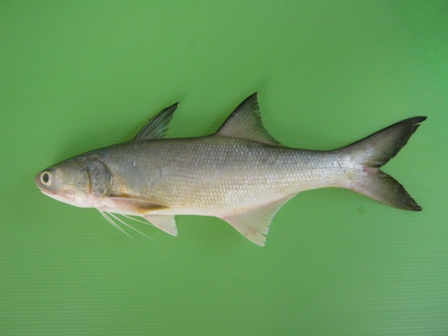 Senangin