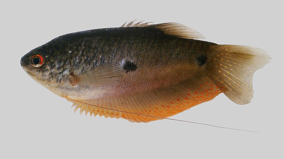 Three-spot gourami