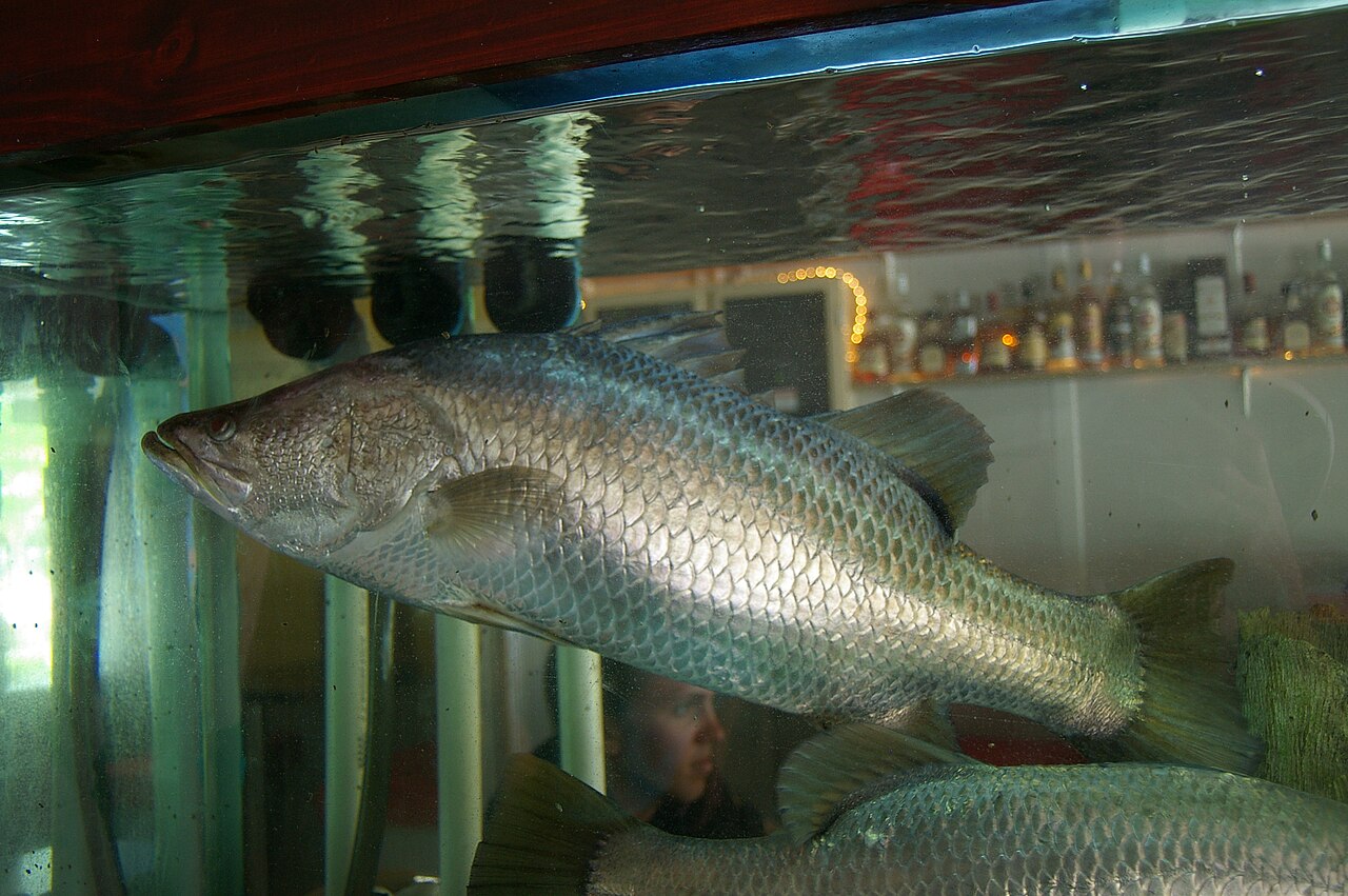 Siakap
