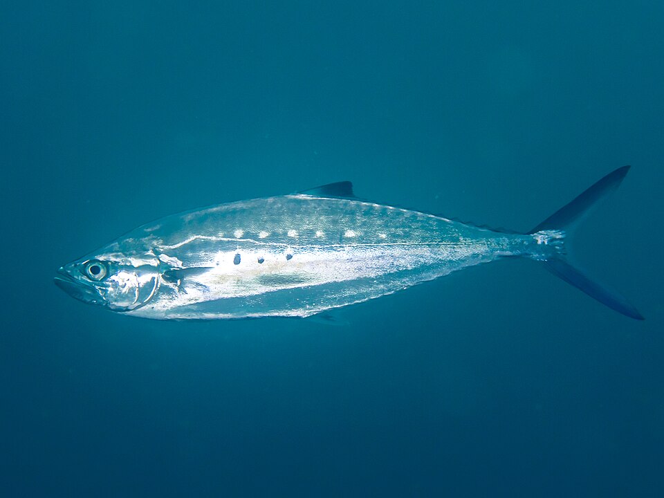 Double-spotted queenfish
