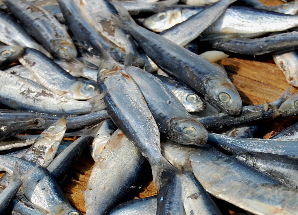 Tamban · Bali sardinella