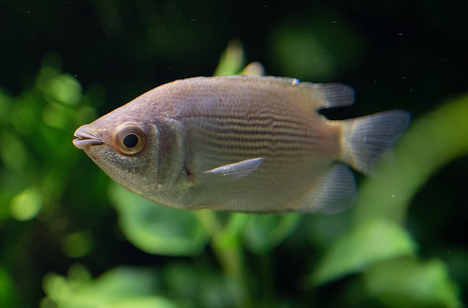 Temakang · Kissing gourami