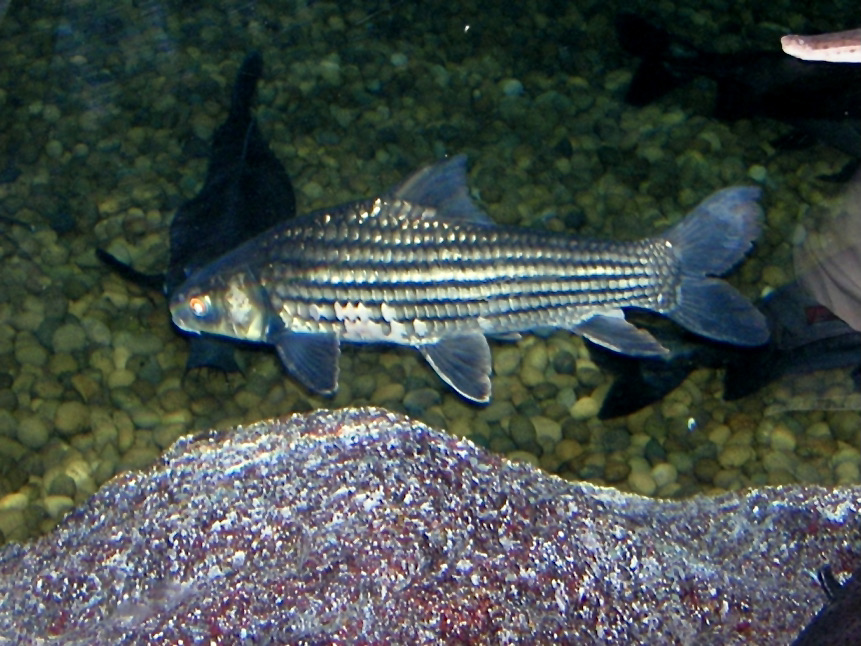 Temoleh · Jullien's golden carp