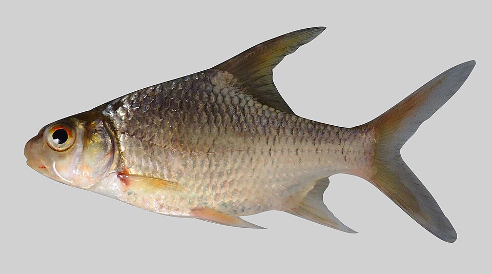 Tengalan · Bulu barb
