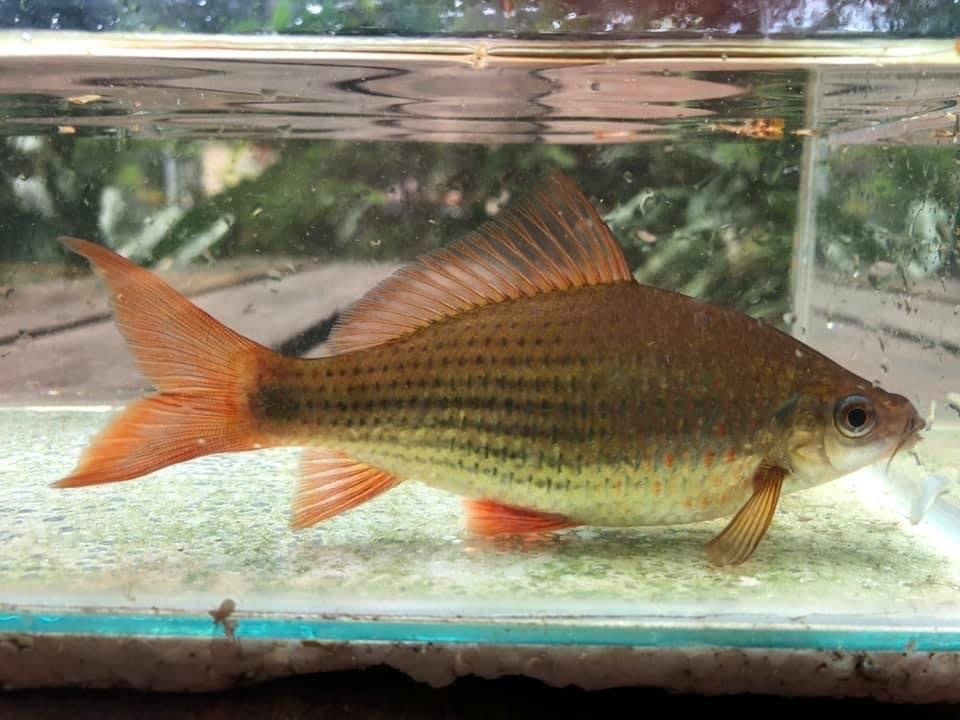 Terbul · Bonylip barb