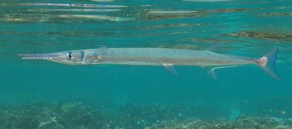 Hound needlefish